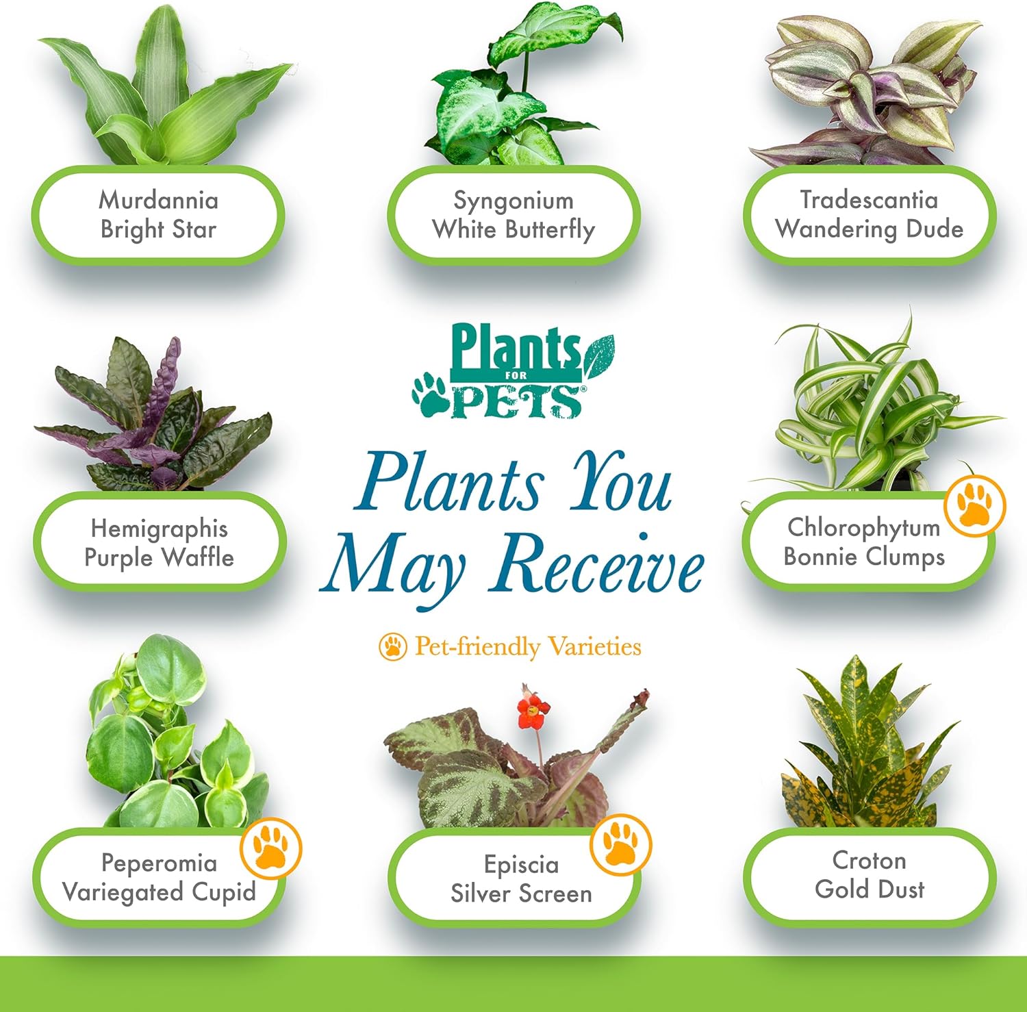 Easy to Grow Houseplants (6PK), Live House Plants in Plant Containers, Growers Choice Plant Set in Planters with
