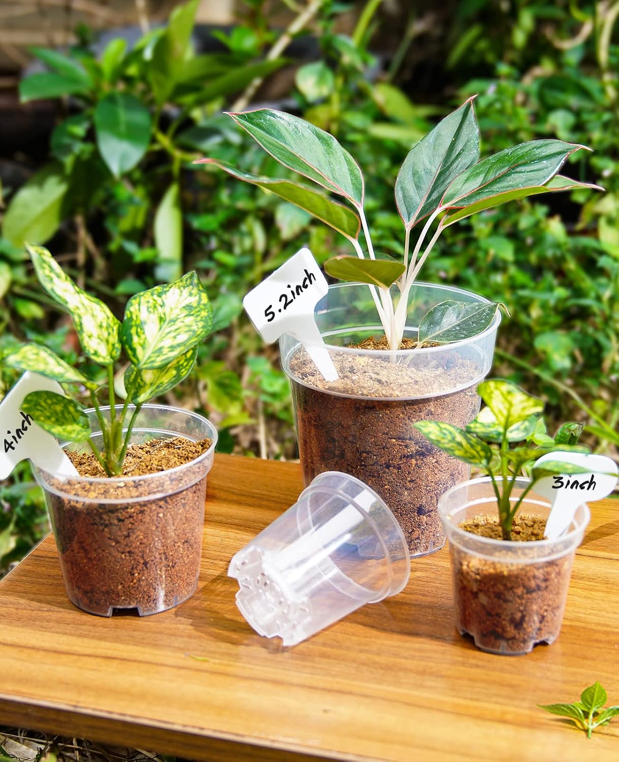 4 Inch Clear Nursery Pots for Plants with 20 Plant Labels (60 Pcs) | Multiple drainage holes and a raised base support