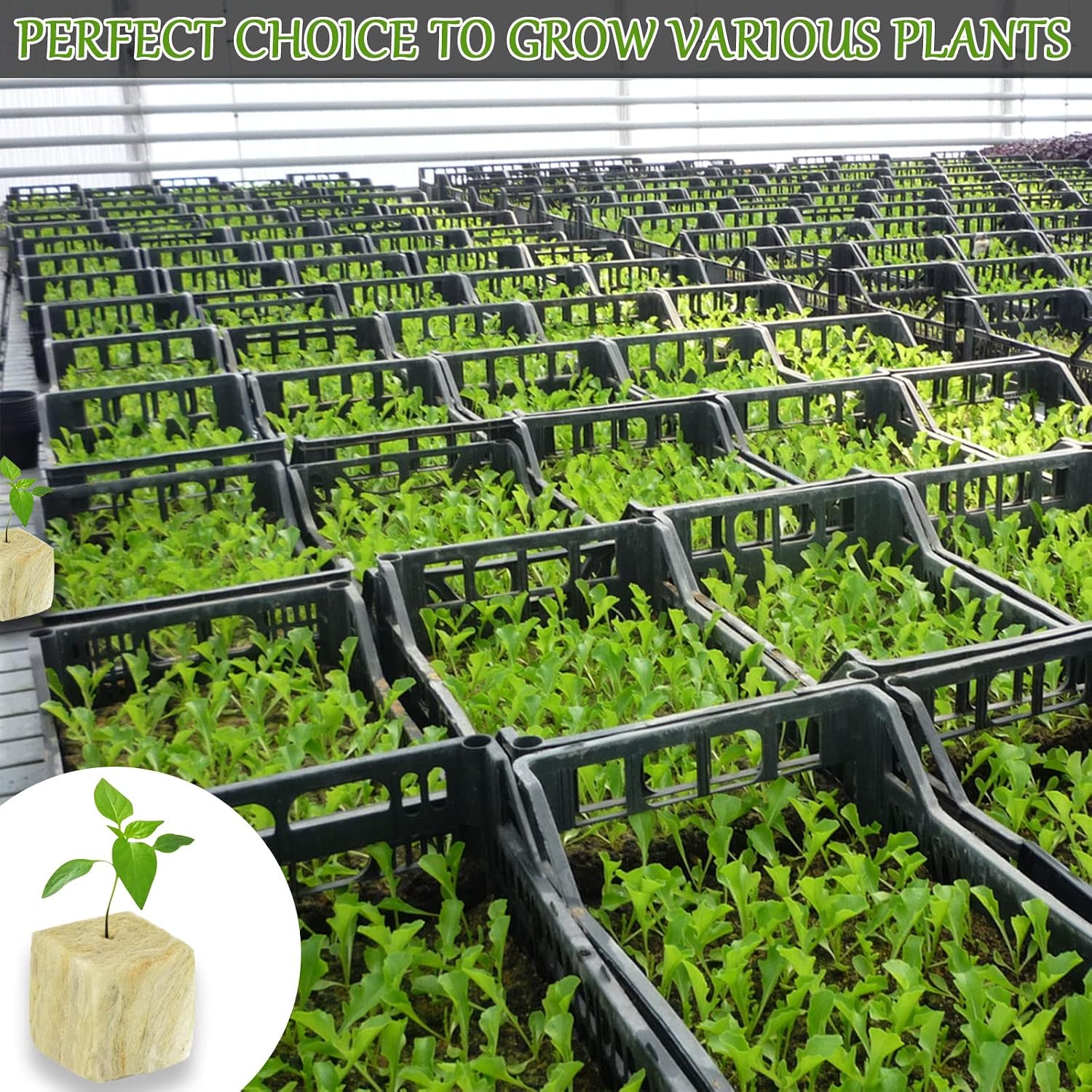 2 Inch Rockwool Cubes for Hydroponics Seed Starter, Rock Wool Planting Cubes Hydroponic Garden Grow Plugs for Soilless
