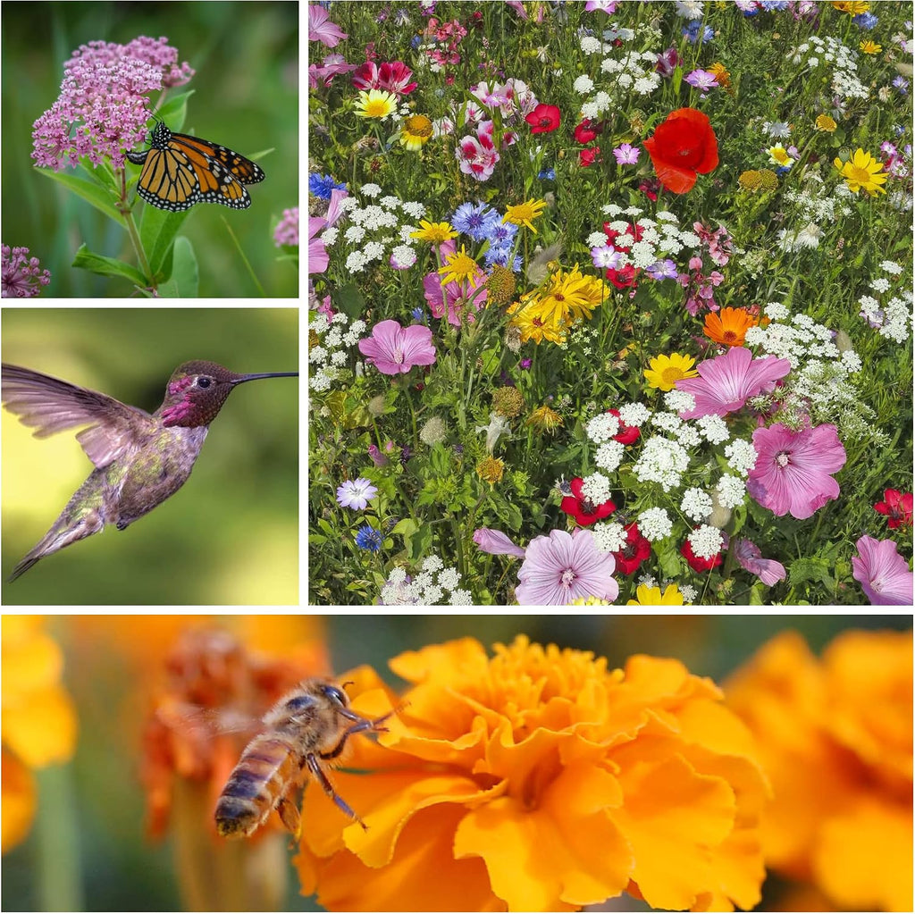 Mountain Valley Seed Co Wildflower Seeds Collection - 500,000+ Bulk Seeds | 6 Wildflower Mixes Including Hummingbird