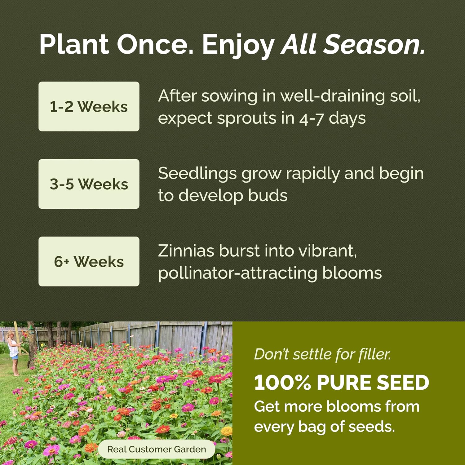 Eden Brothers Zinnia Seeds - Pumila/Cut & Come Again Mix, 1/4 lb | Non-GMO Seeds for Planting, Low-Maintenance Flower