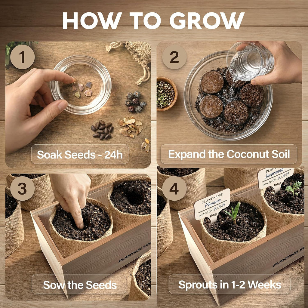 Bonsai Tree Kit Deluxe - Growing 5 Unique Japanese Bonzai Trees | Complete Indoor Bonsai Starter Kits for Growing Trees