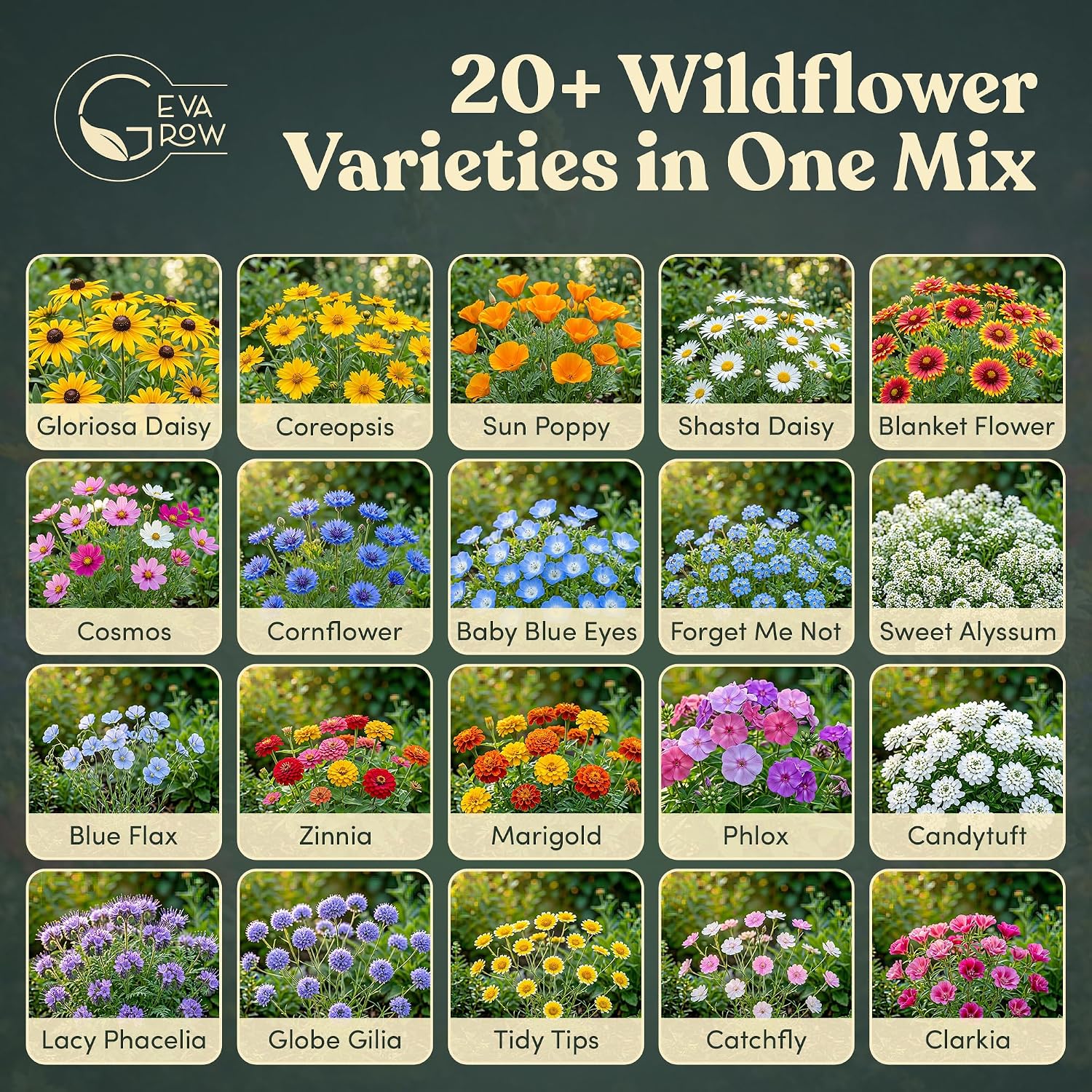 Wildflower Seed Shaker – Annual Mix by GevaGrow | 17 Variety Flower Seeds for Planting in Pots & Outdoor Gardens, Bulk
