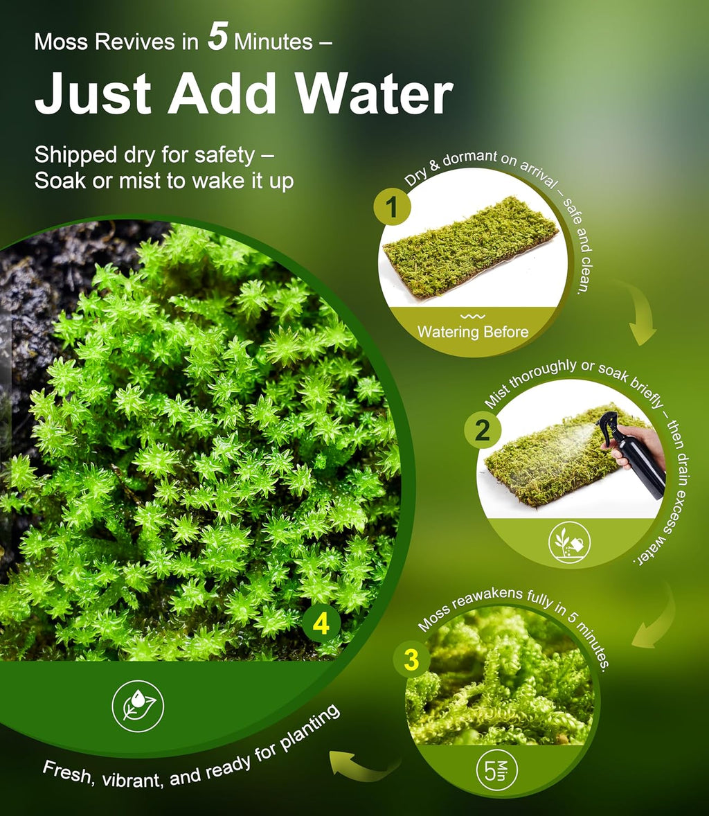Live Moss 4-Pack for Terrariums,Potted Plants & Floral Decor | Random Varieties, Easy to Revive, Dye-Free, Mixed Green