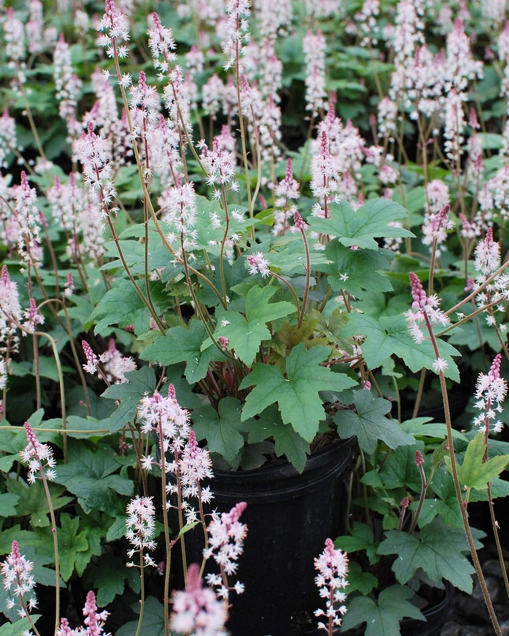 Tiarella cordifolia 'Oakleaf' (Foam) Perennial, Size- Container, Pink Flowers