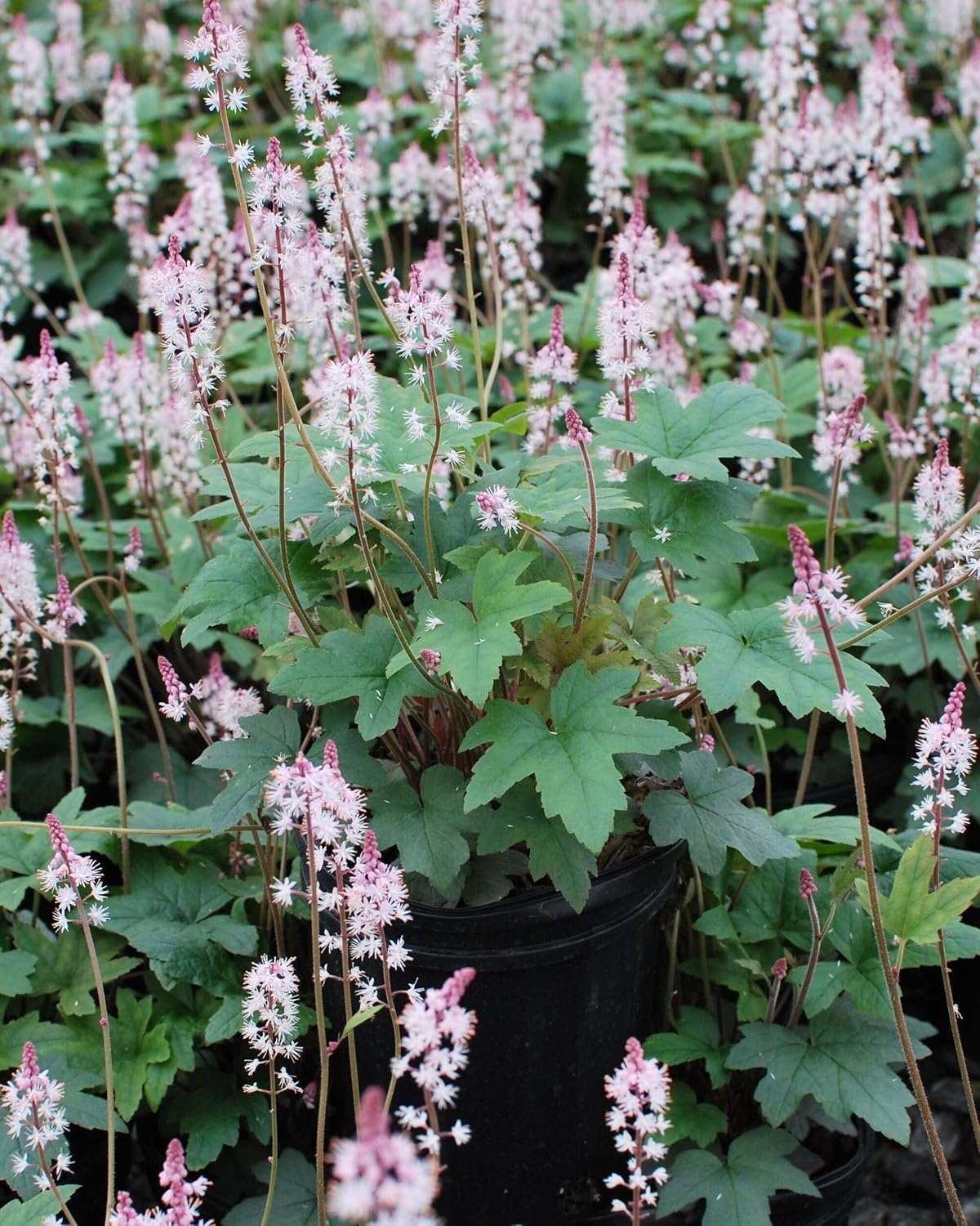 Tiarella cordifolia 'Oakleaf' (Foam) Perennial, Size- Container, Pink Flowers