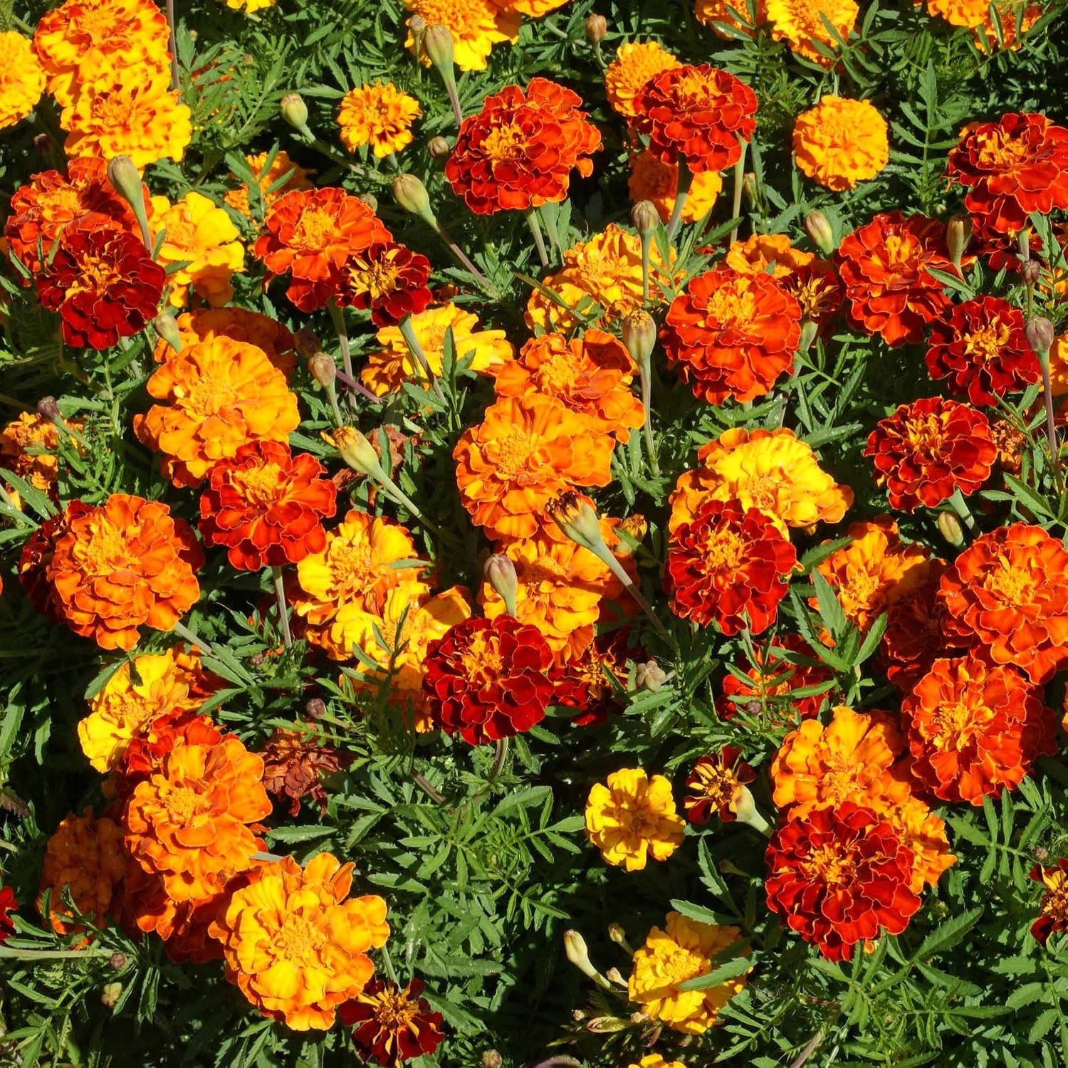 Outsidepride French Marigold Seeds Mix - 1 Lb. Annual, Compact, Heat & Drought Tolerant Flower Seeds for Planting