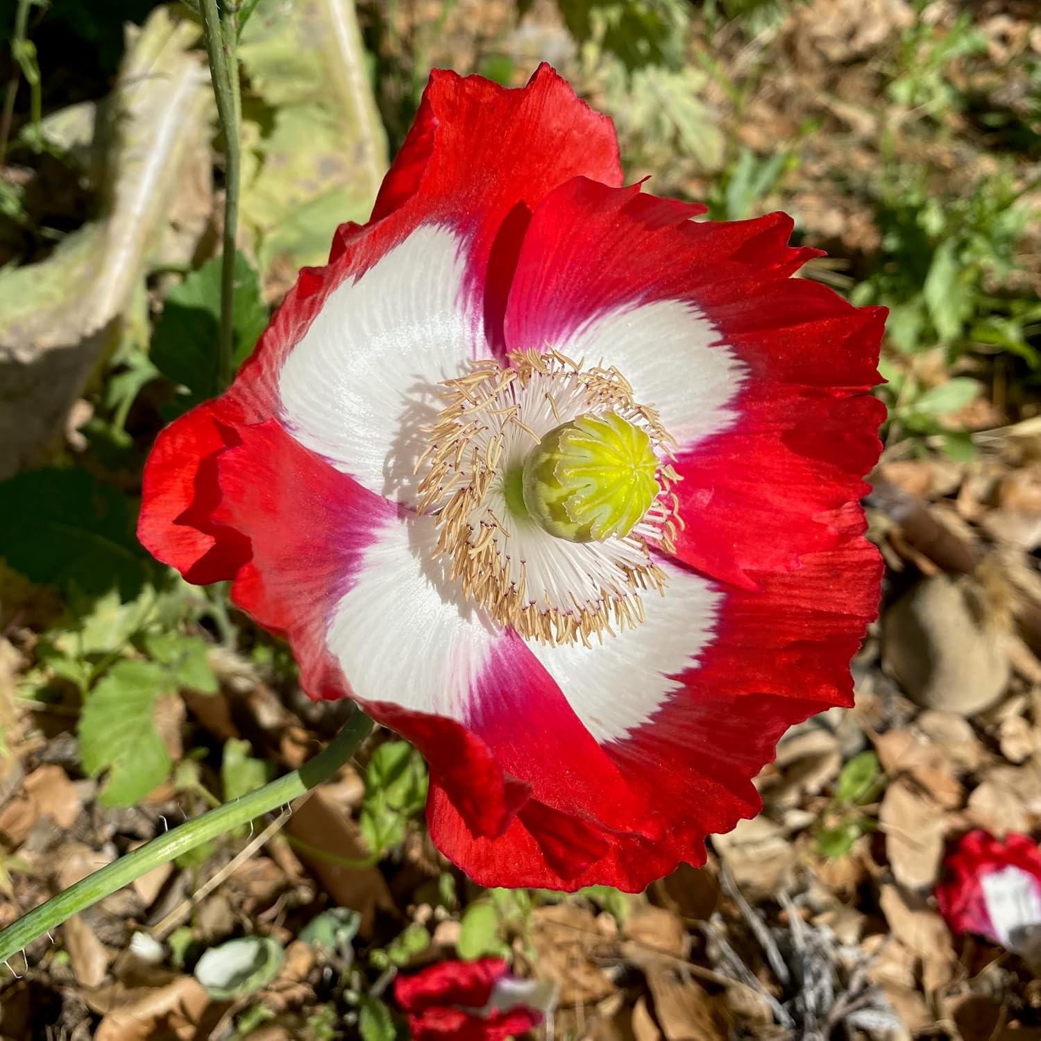 Poppy Flower Seed, 7 Variety Pack | Seven Poppy Varieties, Heirloom and California Types, Silky Ornamental Blooms