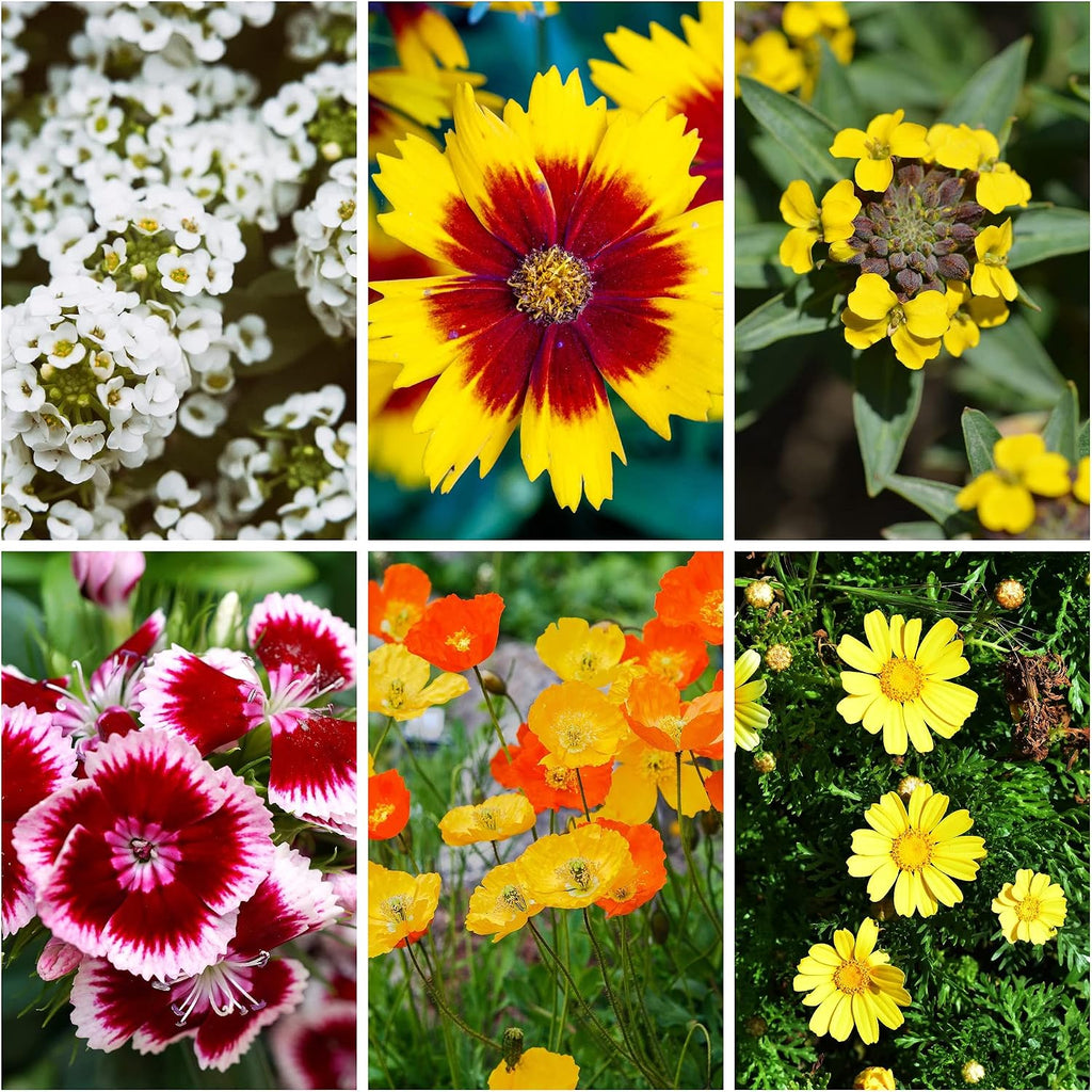 Sustainable Seed Co Wildflower Seed Bulk 2 oz 80,000 Seeds Drought-Tolerant | Mix with 20 Varieties