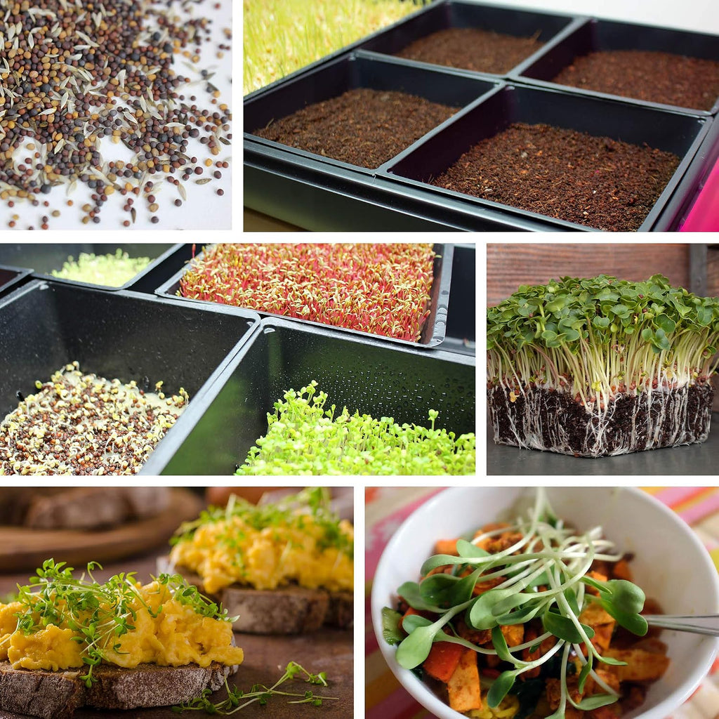 Handy Pantry 10-Pack 1010 Garden Growing Trays Without Drain Holes | 10" x 10" Plastic Plant Trays - Wheatgrass