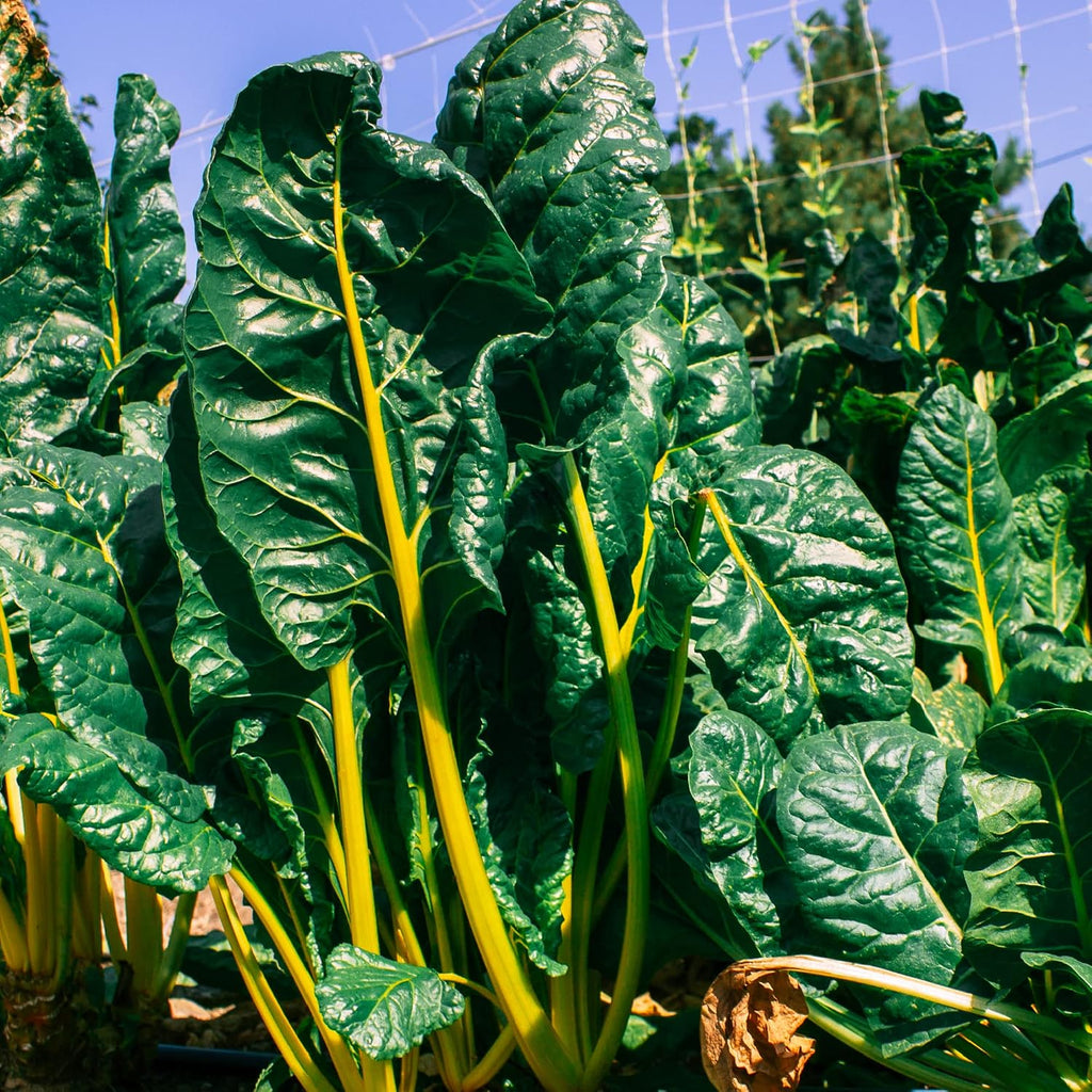 Mountain Valley Seed Co Vegetable Garden Can 50,000+ Seeds 16 Varieties | Long-Term Storage, Emergency Supply