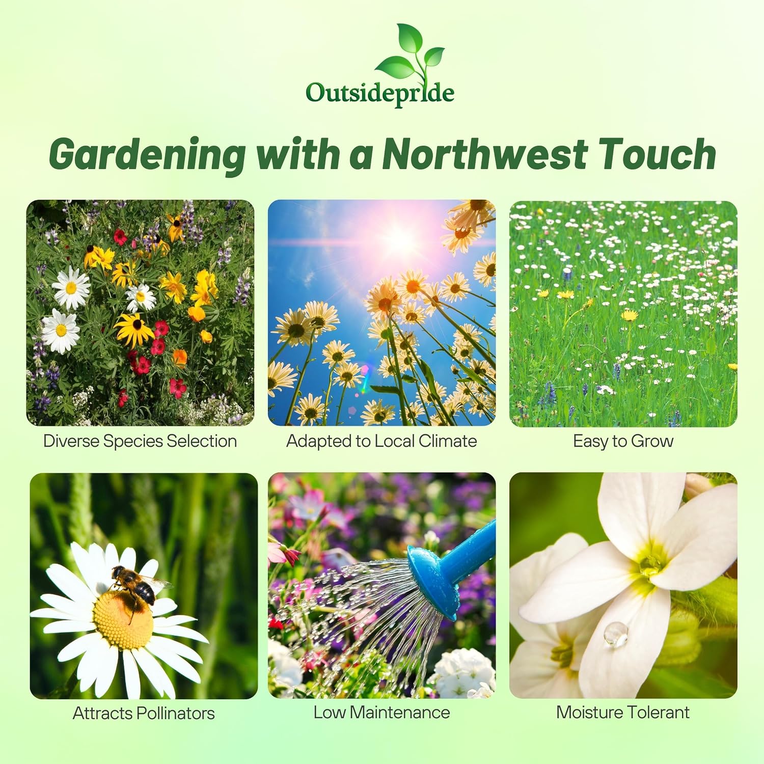 Outsidepride Northwest Wild Flower Seed Mix - 1 lb Premium Blend of Annual & Perennial Wildflower Seeds for