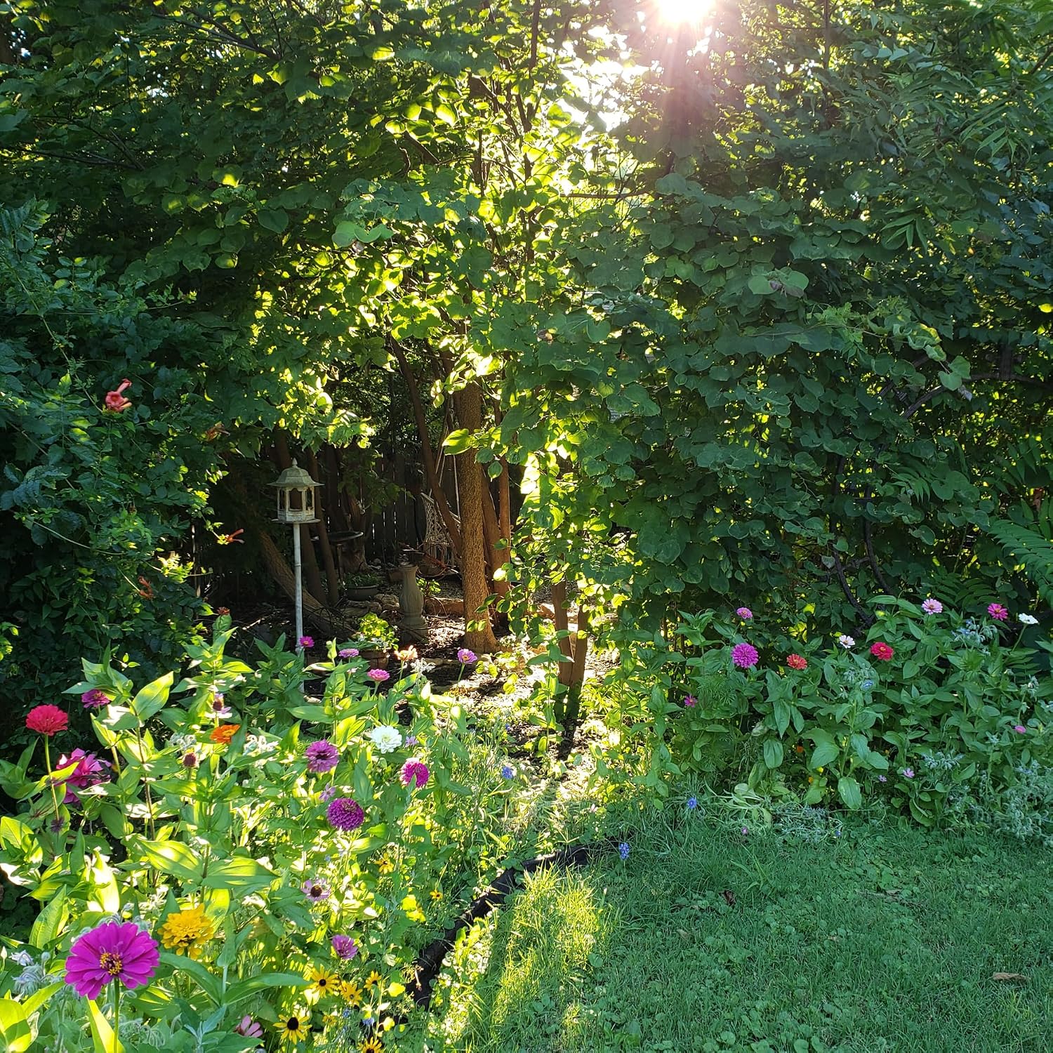 BUZZY Wildflower Pollinator Seed Mix (1lb Bag), 18 Pollinator-Friendly Varieties, Protect The Pollinators & Save The