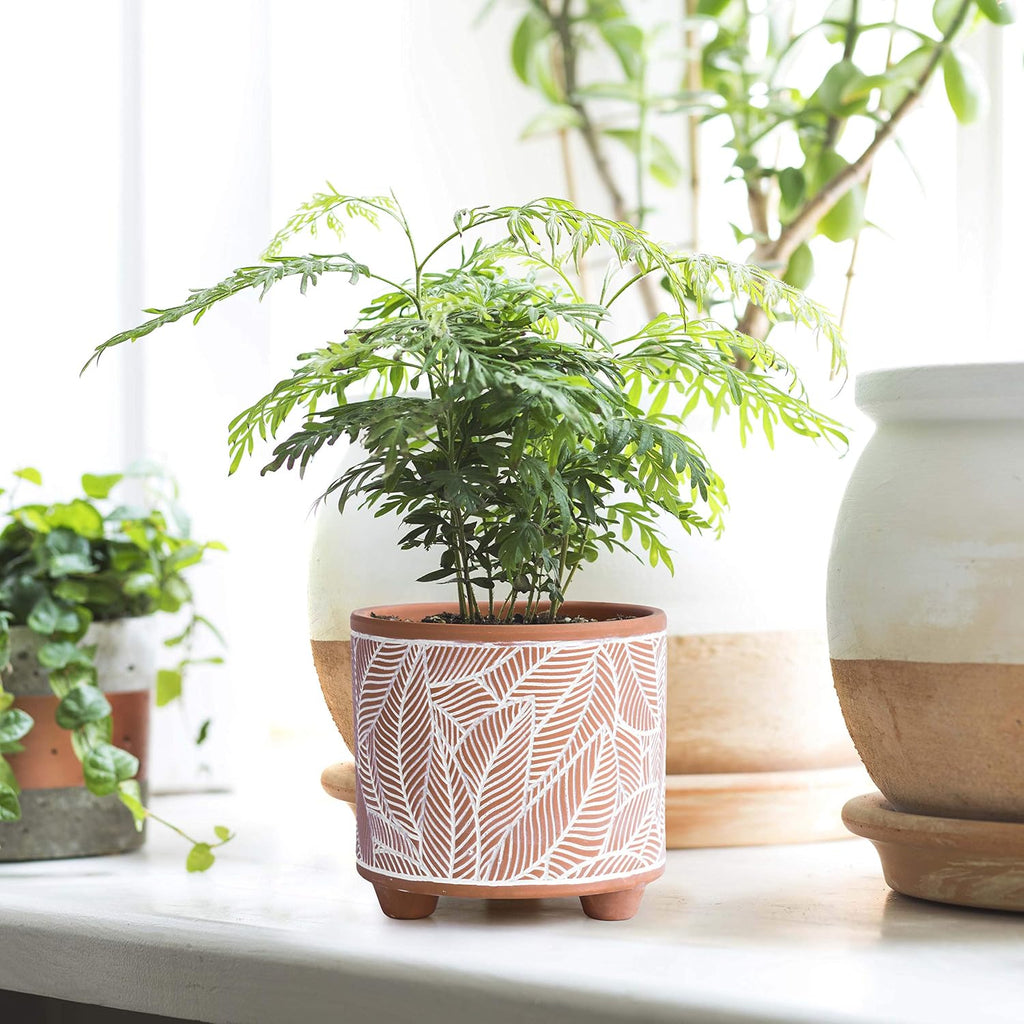D'vine Dev 2-Pack Terracotta Pots, 4/6 in, Sahara Fern, 31-953-H-1 | Hand-Painted Details, Three-Legged Design, Natural
