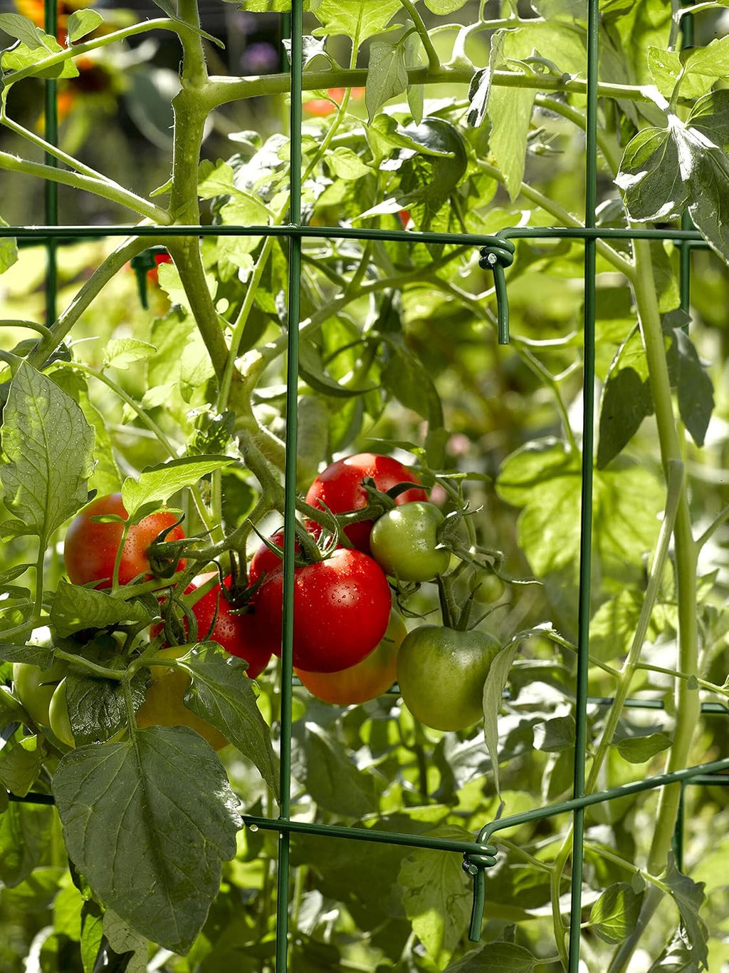 Gardener's Supply Company Lifetime Tomato Cages, Green, Set of 4