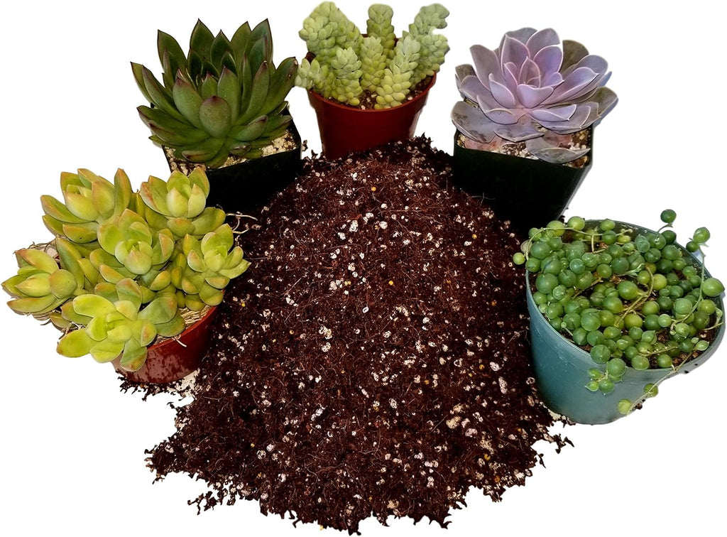 Premium Cacti and Succulent Potting Mix Soil - for Cactus Palm Tree Citrus Plant Grown in Gardening Containers