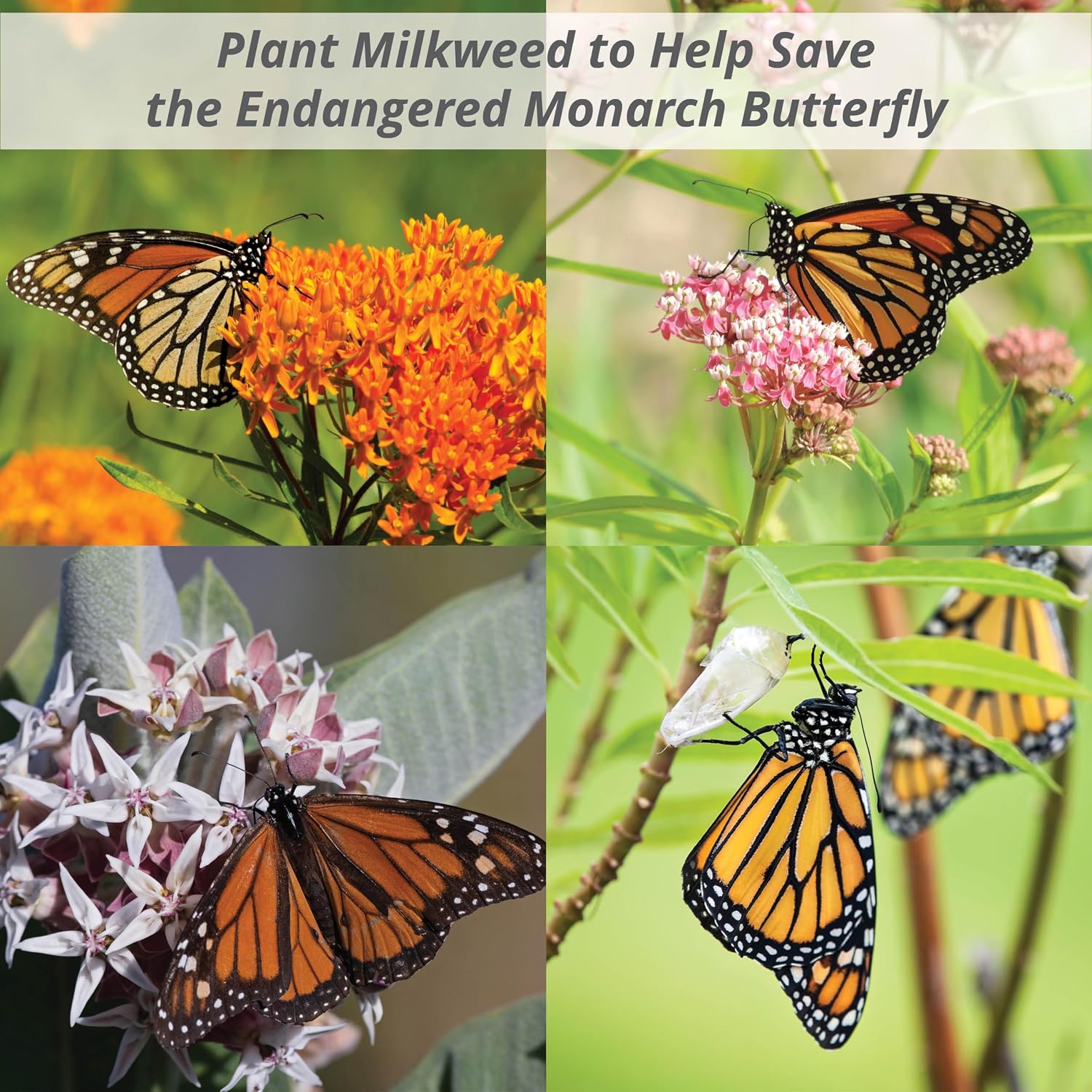 Bentley Seeds Co. Seed Packets for Planting - Party Favors for Indoors and Outdoors Gardening - Non GMO, Non-Coated