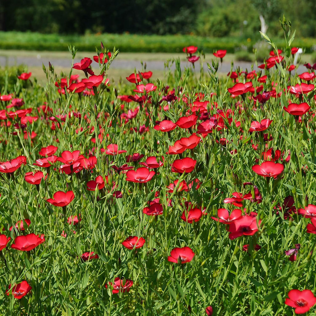 Outsidepride Scarlet Flax Seeds - 1 lb Annual Flower Seeds for Planting, Self-Seeding, Drought-Tolerant w/Compact