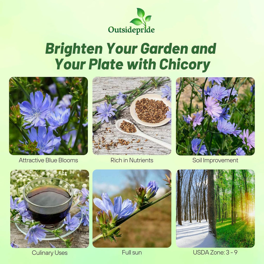 Outsidepride Chicory Seeds for Planting - 1 lb. Perennial, Easy to Grow & Drought Tolerant, Flower Seeds with Clustered