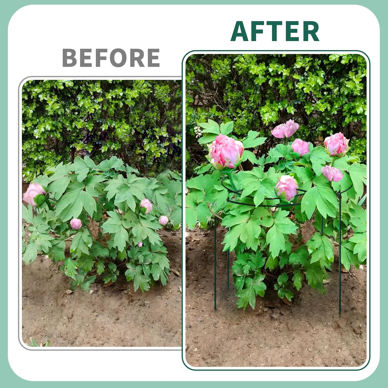 8 Sets Peony Support Cage,Heavy Duty Metal Plant Support Rings with 3.5mm Thickened Legs,10"Dia.x16"High Grow Through
