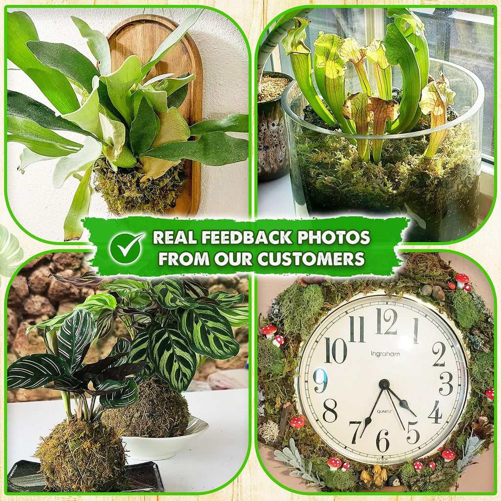 2.1 LBS Real Dried Forest Moss for Potted Plants, Plant Propagation | Hand-Picked & Clean, Easy to Rehydrate, Balanced