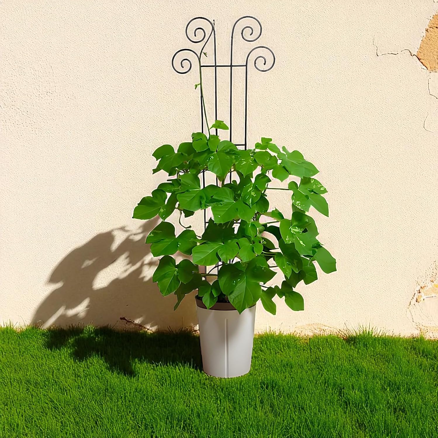 Hosley's 48" High Set of 2 Wave Iron Trellis Ideal Gift for Floral Arrangements Wedding or Party and Use Next to
