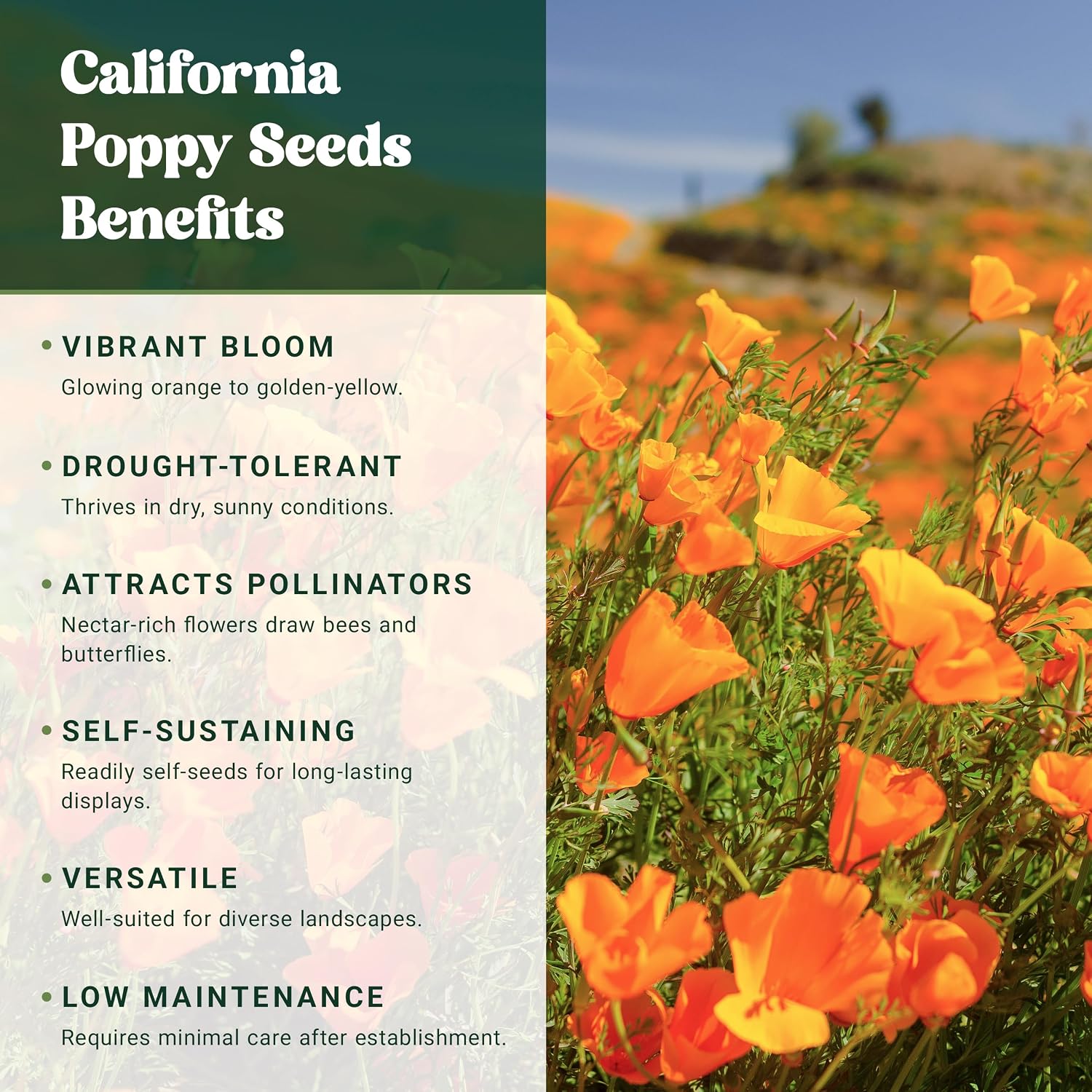 Nature’s Seed California Poppy Wildflower Seeds for Planting, Drought Tolerant, Pollinator Friendly, 0.5 lbs
