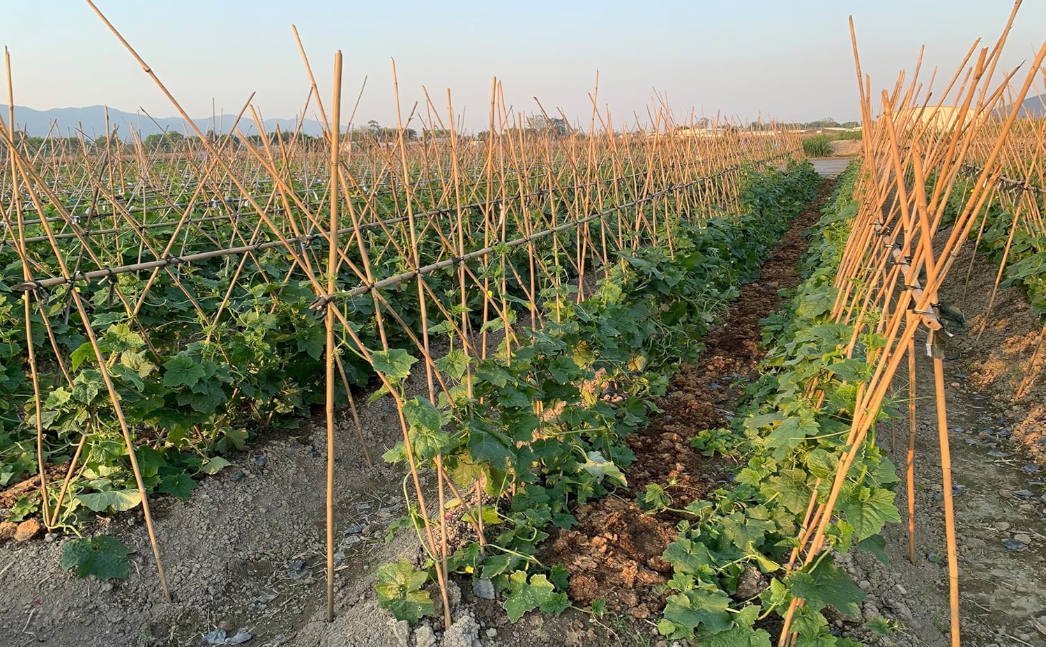 Plant Bamboo Post,4Feet,65Pcs,Bamboo Garden Stakes,Bamboo Stakes,for Tomato,Beans,Vegetable and Flowers, Potted