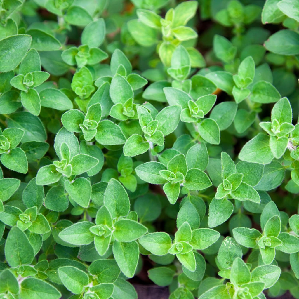 Organic Common Italian Oregano Seeds - USDA Organic, Non-GMO, Open Pollinated, Heirloom (5 Packets - 2.5 Grams - Approx