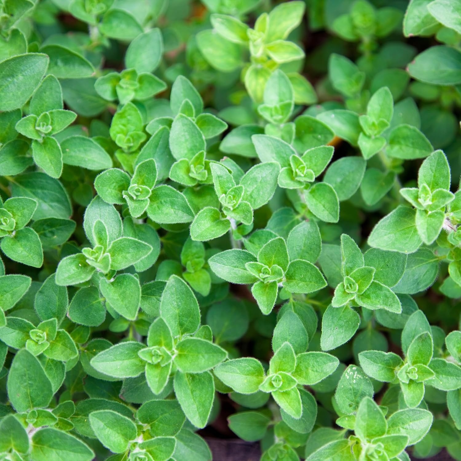 Organic Common Italian Oregano Seeds - USDA Organic, Non-GMO, Open Pollinated, Heirloom (5 Packets - 2.5 Grams - Approx