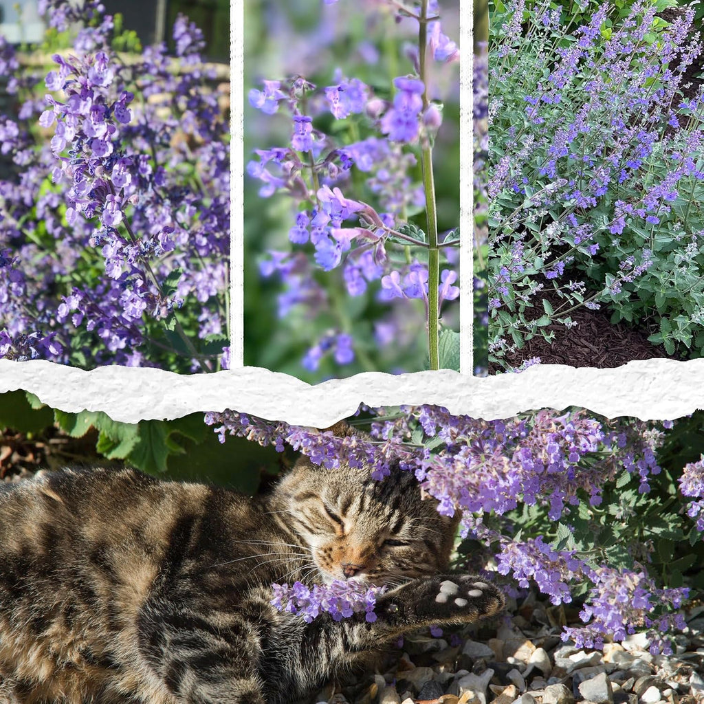 Seed Needs Catmint Seeds to Plant Heirloom Non-GMO Herbs 20 Pack
