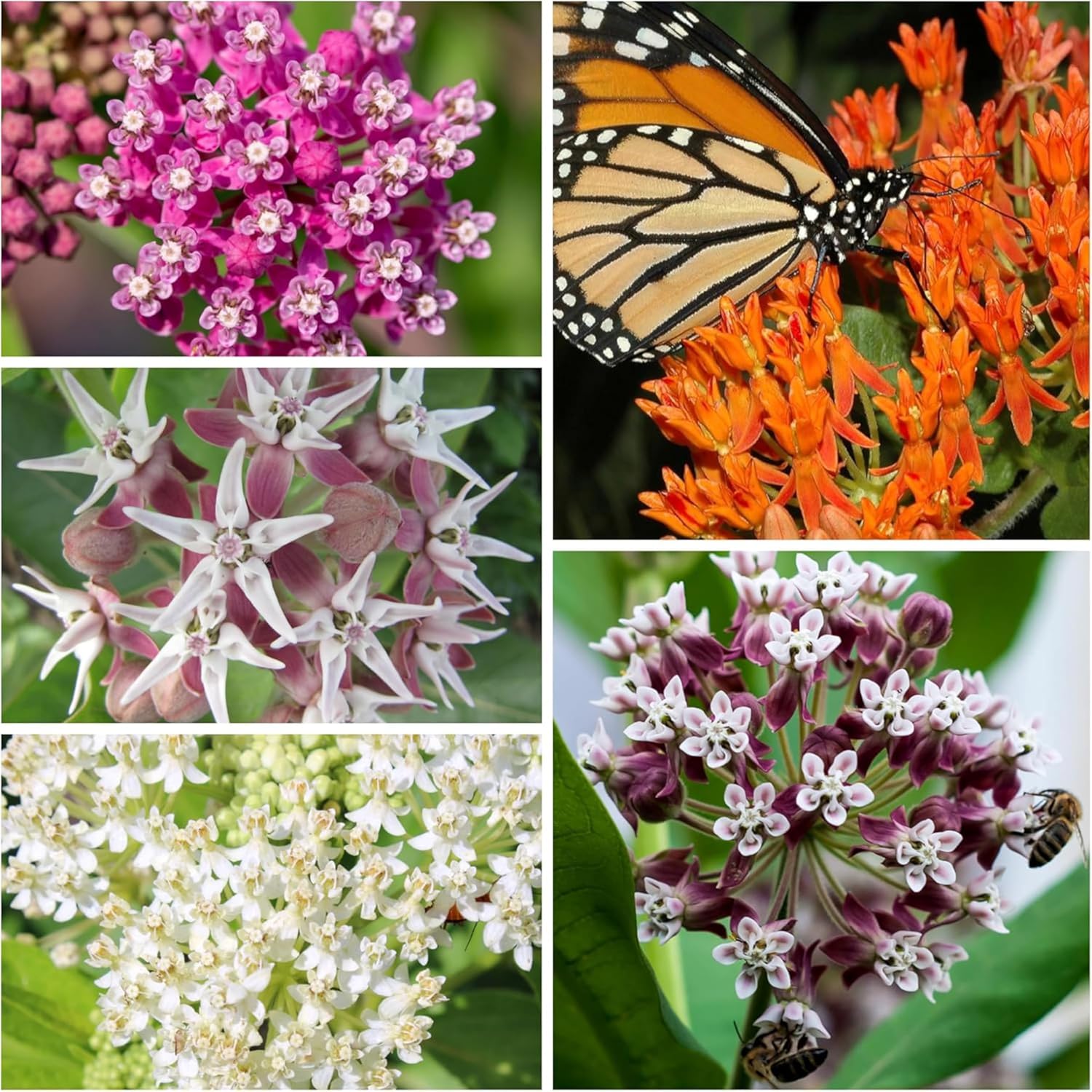 Seed Needs Milkweed Seeds to Plant a Butterfly Garden for Attracting Monarch Butterflies - Collection of Pink, Orange &