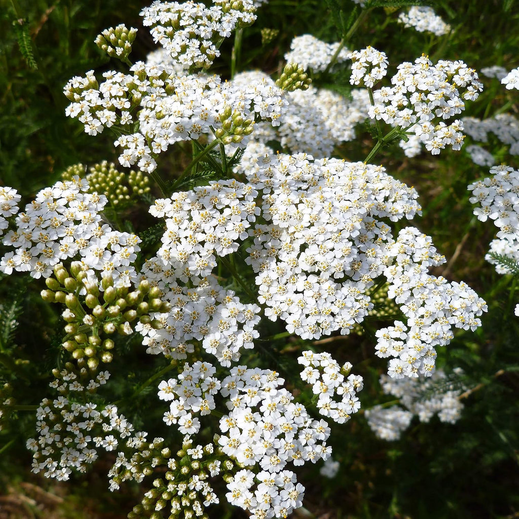 Outsidepride Achillea Millefolium Wild White Yarrow Seeds - 1 Lb. Perennial Flower Seeds, Drought Resistant, Low