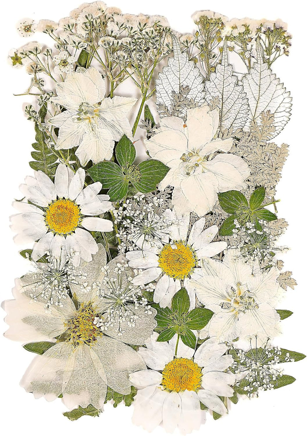 Dried Pressed Flowers for Resin