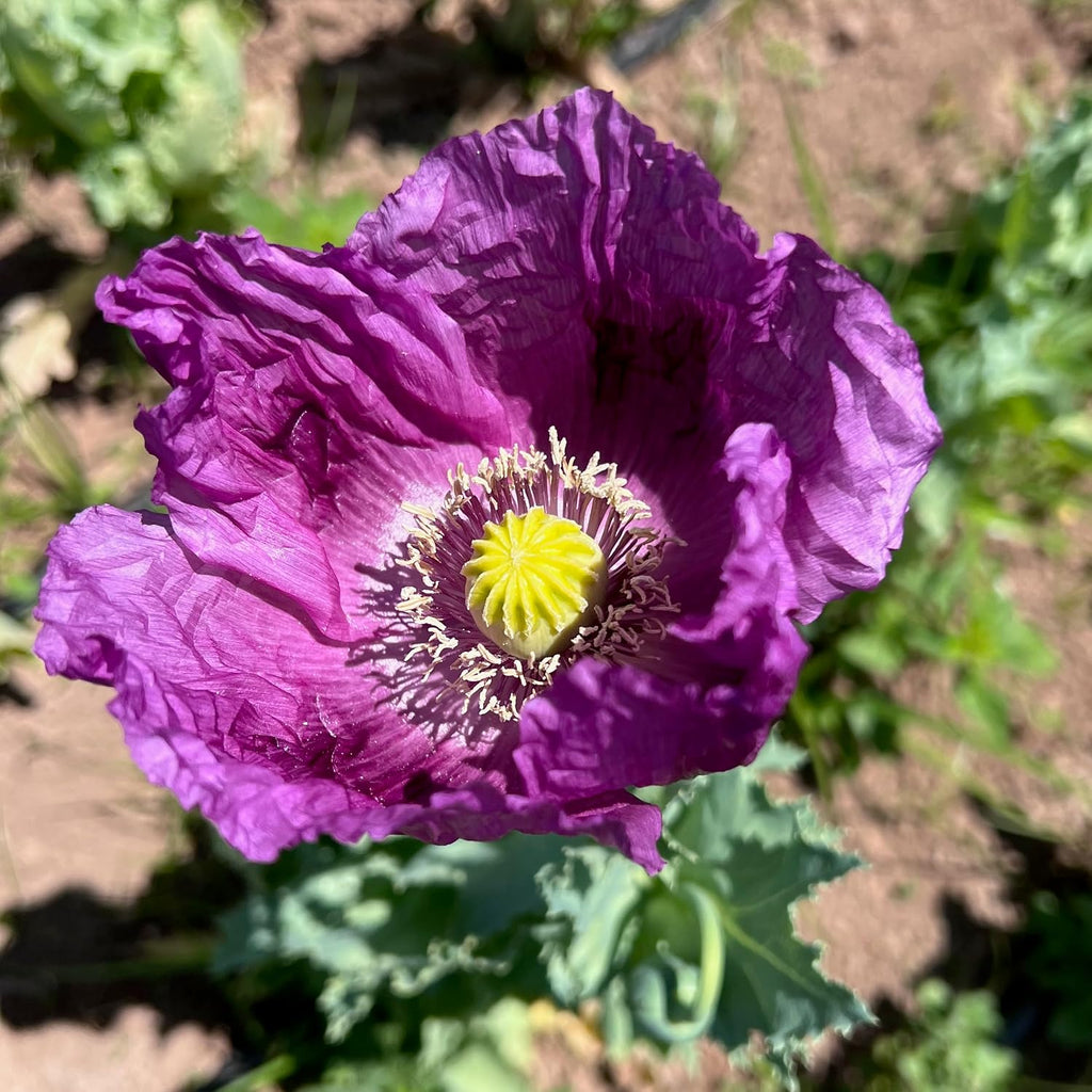 Poppy Flower Seed, 7 Variety Pack | Seven Poppy Varieties, Heirloom and California Types, Silky Ornamental Blooms