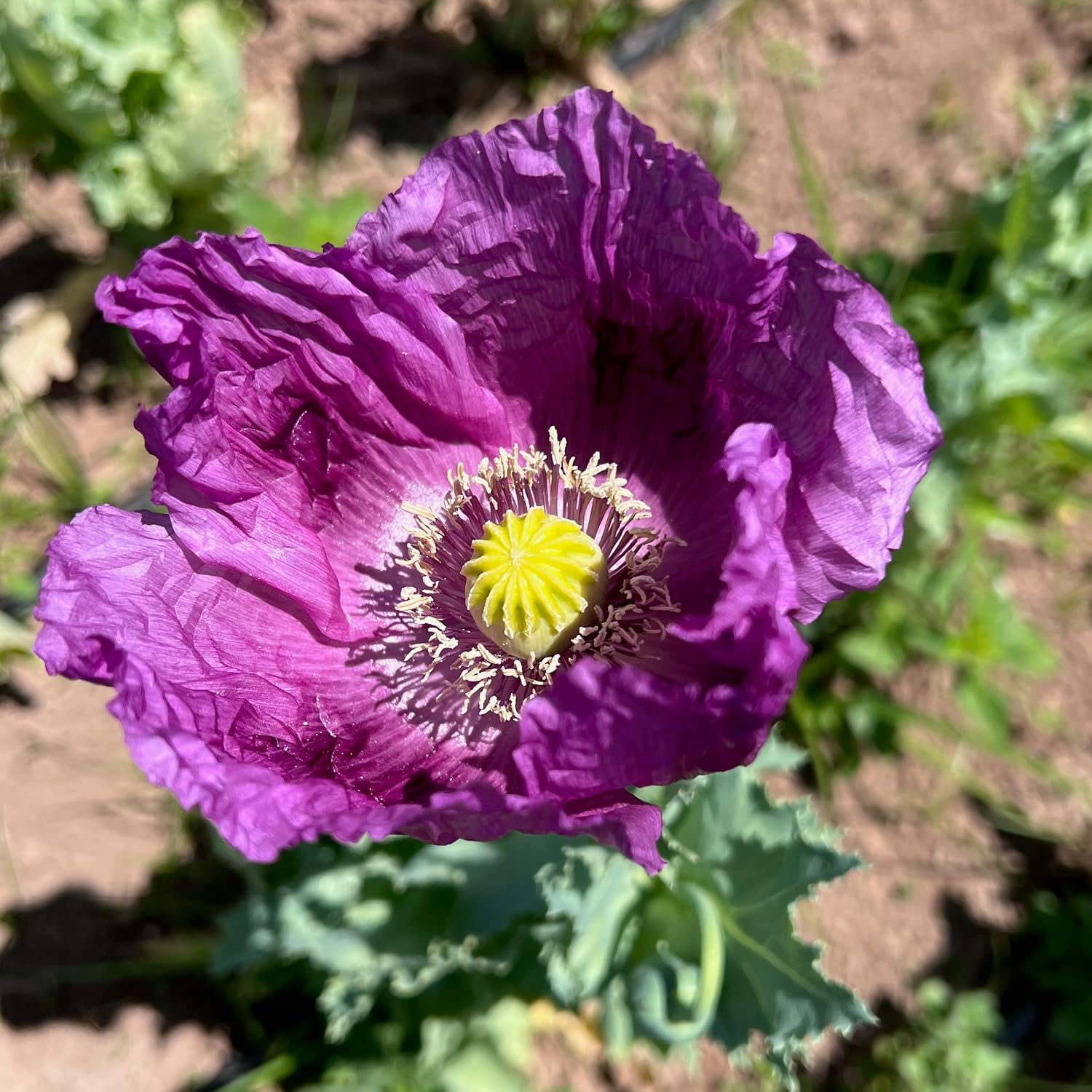 Poppy Flower Seed, 7 Variety Pack | Seven Poppy Varieties, Heirloom and California Types, Silky Ornamental Blooms
