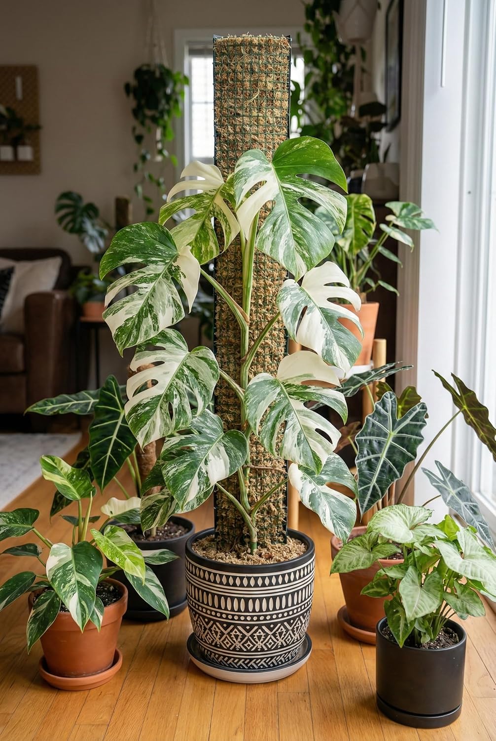 Metal Moss Poles for Climbing Plants, D-Shape Sphagnum Moss Pole Monstera Plant Support for Climbing Plants, DIY Plant