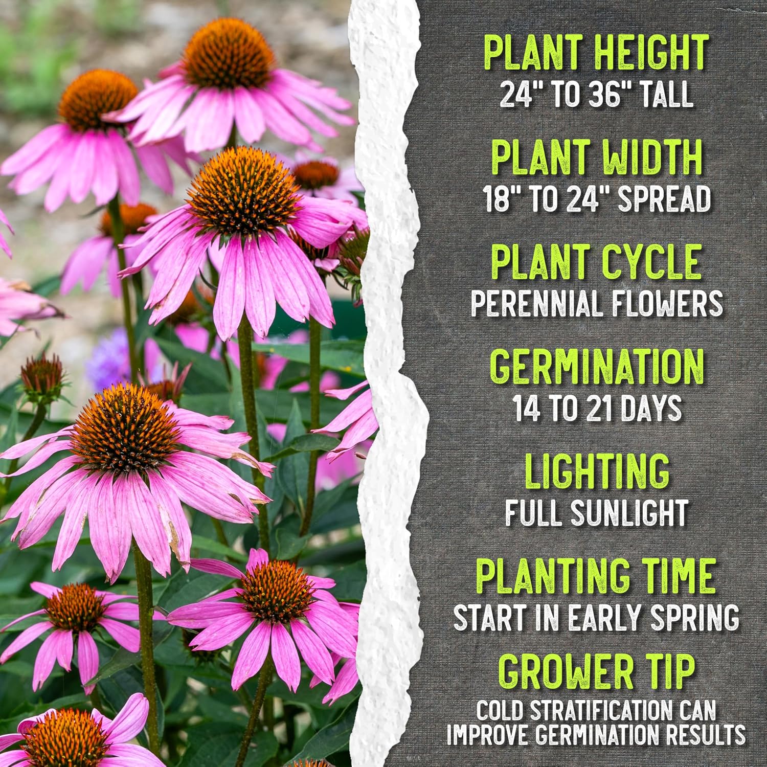 Seed Needs Purple Coneflower Seeds to Plant Echinacea Flowers 10 Pack
