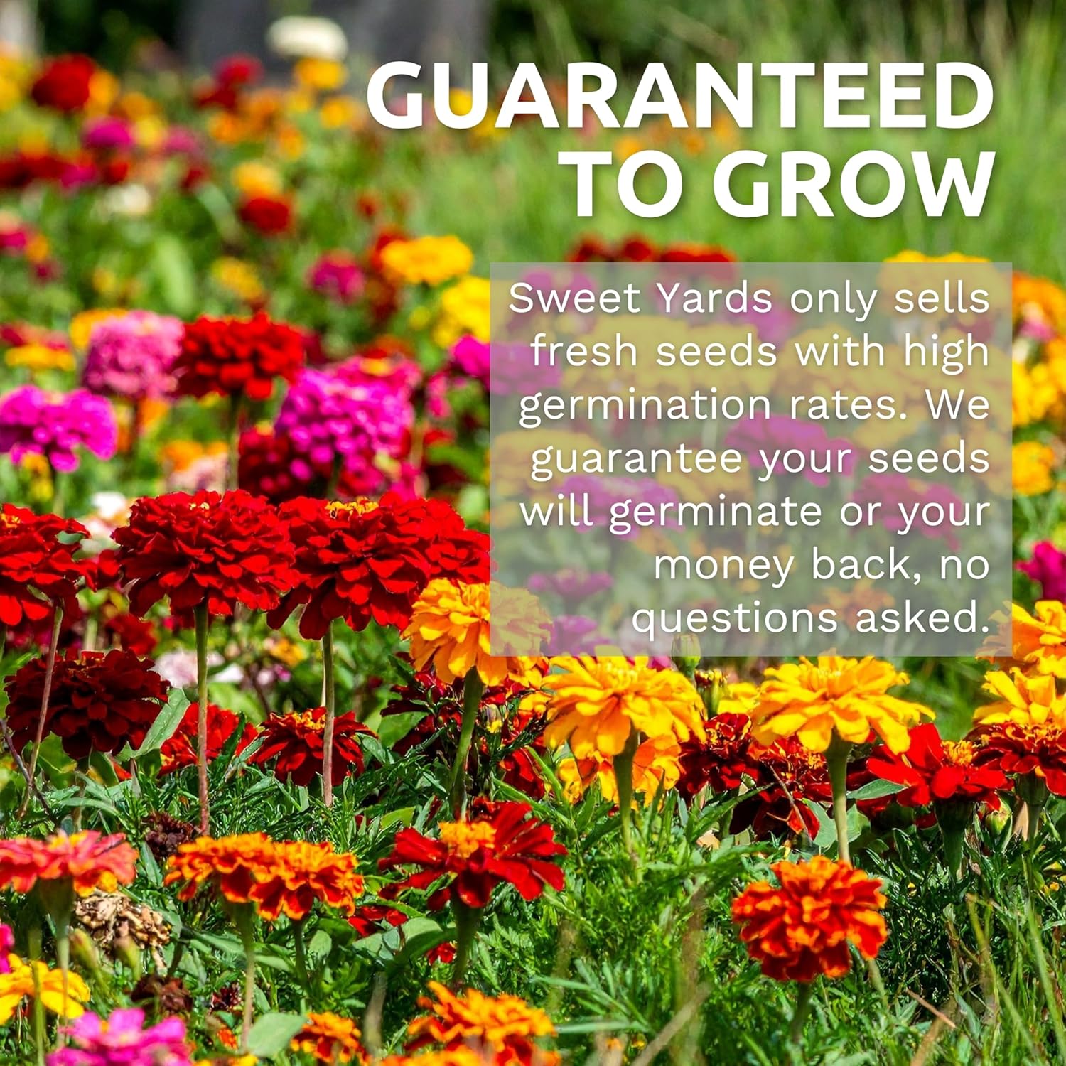 Bulk Wildflower Seeds Butterfly and Hummingbird Mix - 1 Pound Bag - Over 120,000 Open Pollinated Annual and Perennial
