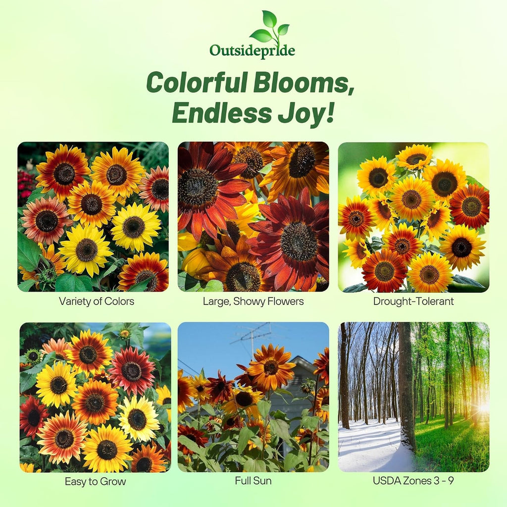 Outsidepride Autumn Beauty Sunflower Seeds for Planting - 1 Lb. Annual, Easy to Grow Flower Seeds w/Vibrant, Abundant
