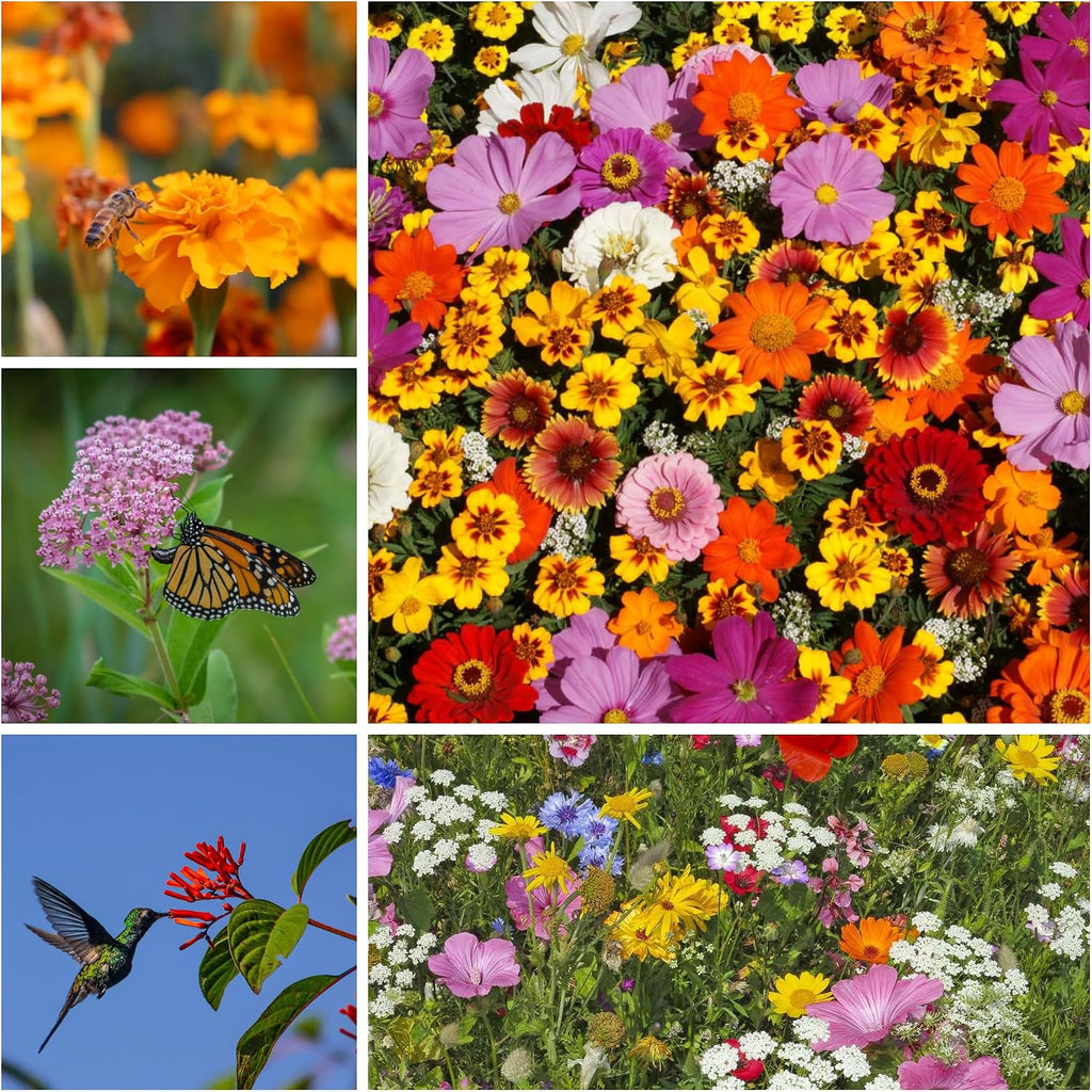 Mountain Valley Seed Co Pollinator Wildflower Seed Shaker Collection | 300,000+ Seeds Hummingbird & Butterfly, Monarch