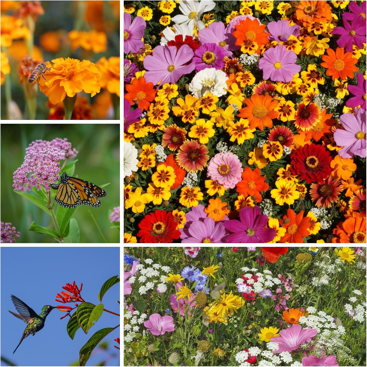 Mountain Valley Seed Co Pollinator Wildflower Seed Shaker Collection | 300,000+ Seeds Hummingbird & Butterfly, Monarch