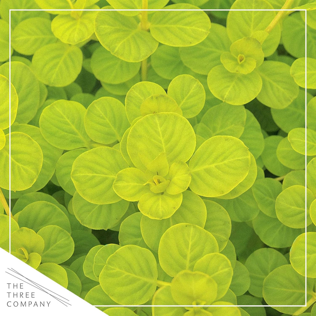 Live Creeping Jenny (Lysimachia nummularia) (4 Pack) - Trailing Ground Cover Perennial, 6" Tall by 4" Wide in 1 Pt Pot