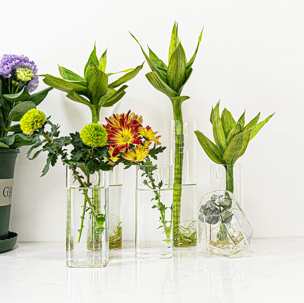 Square Glass Propagation Vase 4 Pack, Wall Hanging Hydroponic Planter | Borosilicate glass, clear & sturdy. Wall-mount.
