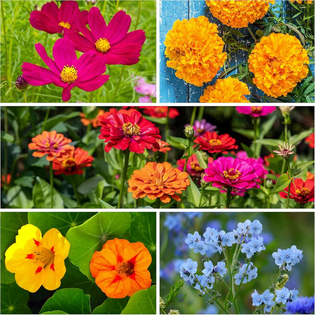 Seed Needs Wildflower Seed Packet Gift Favors for Party Events & Giveaways