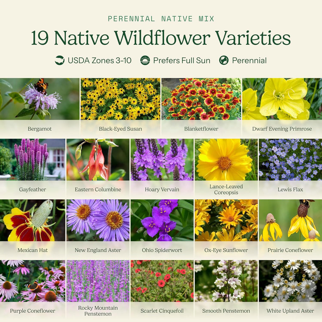 Eden Brothers Native Perennial Wildflower Seed Mix, 1/4lb, 19 Species Wild Flower Seed, 100% Pure Seed No Fillers,Bulk