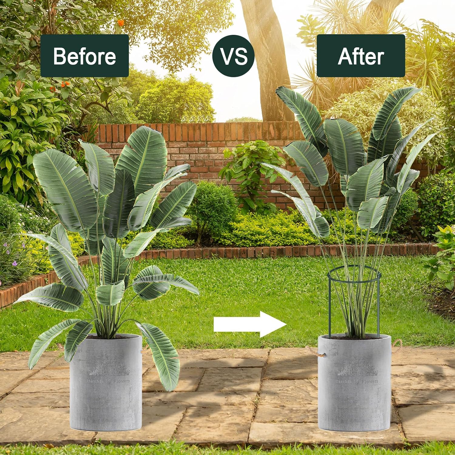 12 Pack 24 Inch Tall Plant Support Stakes, 10" W x 24" H Half Round Peony Cages and Support, Heavy Duty Green Plant