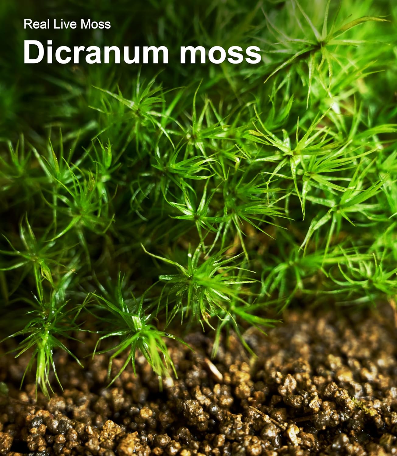 Live Moss 4-Pack for Terrariums,Potted Plants & Floral Decor | Random Varieties, Easy to Revive, Dye-Free, Mixed Green