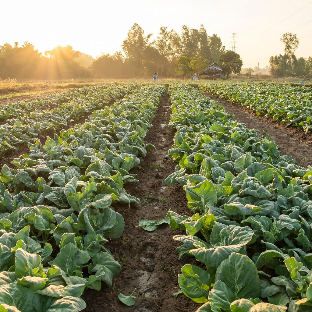 Bulk Collard Green Seeds for Planting - 1 Pound Over 128,000 Heirloom Non-GMO Georgia Southern Collard Seeds - Leafy