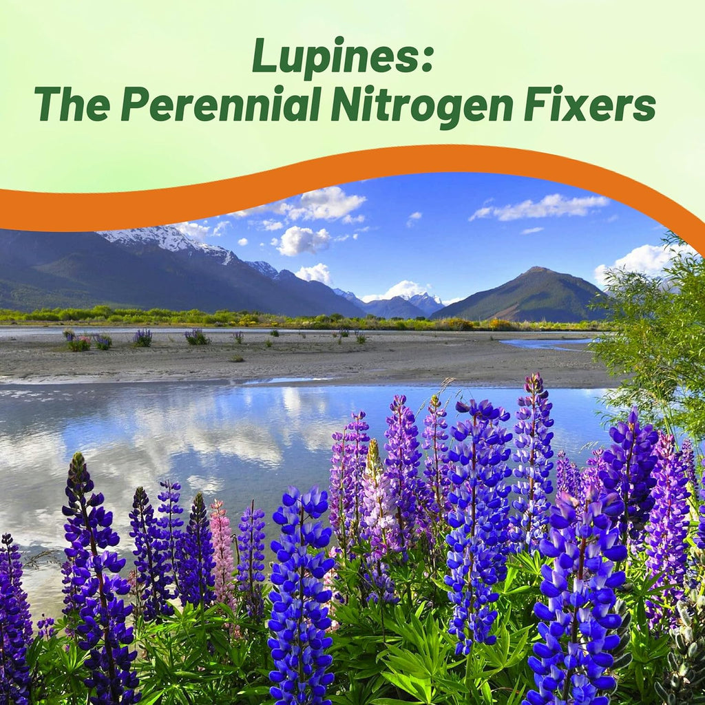 Outsidepride Wild Blue Perennial Lupine Seeds - 1 Lb. Self-Sowing, Cold Hardy & Frost Tolerant Wildflower Seeds for